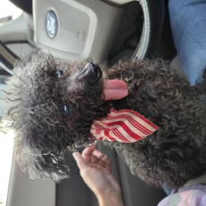 Image of Unknown, Found Dog