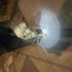 Image of Orange lab medium su, Lost Dog