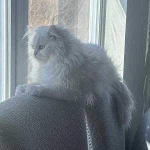 Image of Maloos, Lost Cat