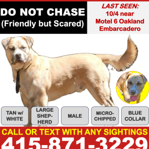 Image of Cypress, Lost Dog