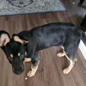 Image of Loki, Lost Dog