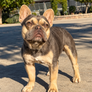 Image of Unknown, Found Dog
