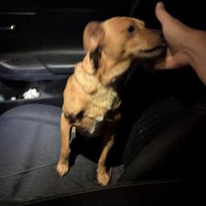 Image of No tag, Found Dog