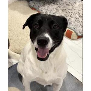Lost 1 Finn (Massachusetts)