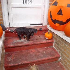 Image of Ace, Lost Dog