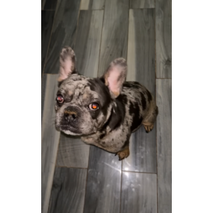 Image of Oreo, Lost Dog