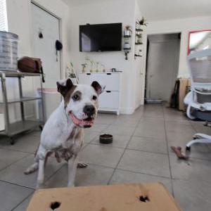 2nd Image of Spots, Lost Dog