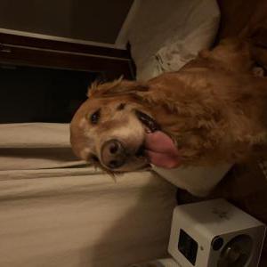 Image of Unknown, Found Dog
