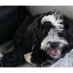 Image of Opa, Lost Dog