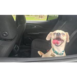 Image of Blue, Lost Dog