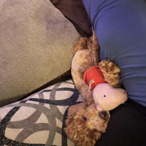 Image of Sally, Lost Dog