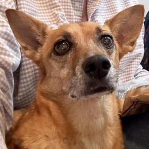 Image of Layla, Lost Dog