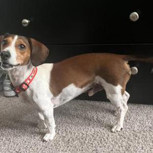 Image of Boogie, Lost Dog
