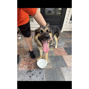 Image of Unknown, Found Dog