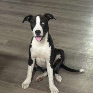 Image of Unknown, Found Dog