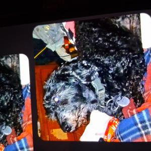 Image of Ace, Lost Dog