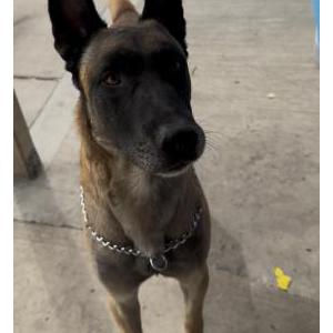 Image of Bullet, Lost Dog