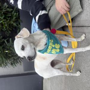 Lost 1 Reba (NY)