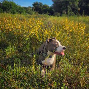 Image of Asta, Lost Dog