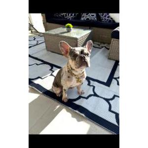 Image of Dreka & Chanel, Lost Dog