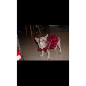 2nd Image of Dreka & Chanel, Lost Dog