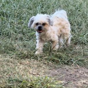 Image of Smokey, Lost Dog