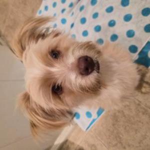 Image of Unkown, Found Dog