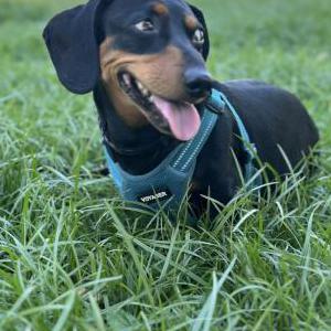 Lost 1 Booboo/scraps (California)