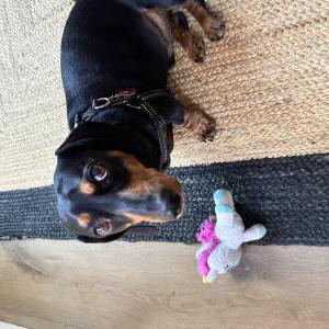 2nd Image of Booboo/scraps, Lost Dog