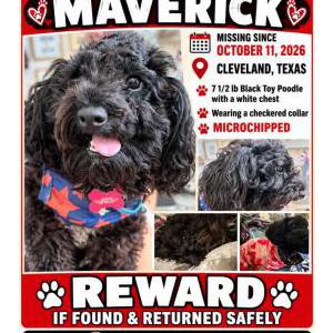 Image of Maverick, Lost Dog