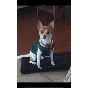 Image of Milo, Lost Dog