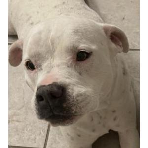 Image of Nala, Lost Dog