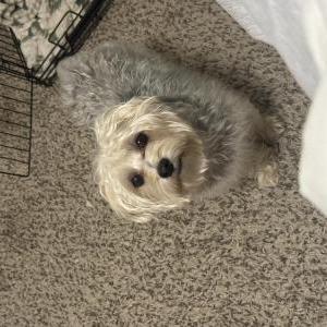 Lost Dog Kash