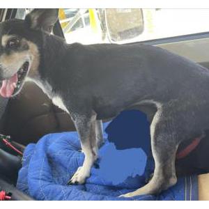Image of Koby, Lost Dog