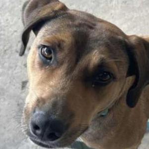 Image of Unknown, Found Dog
