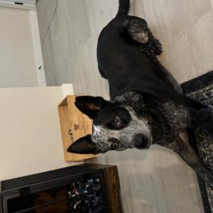 Image of Bill, Lost Dog