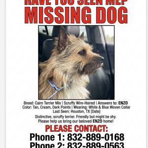 Image of Enzo, Lost Dog