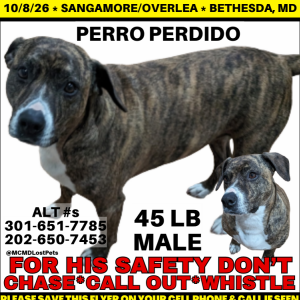 Lost 1 Cy (Maryland)