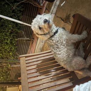 Image of Caesar, Lost Dog