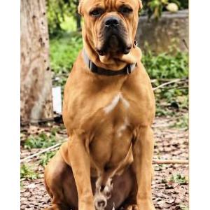 Lost 1 Maximus (Florida)