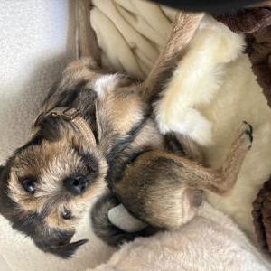 Image of Unknown, Found Dog