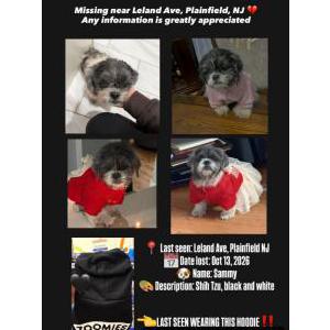 Lost 1 Sammy (NJ)