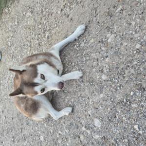Image of Unknown, Found Dog