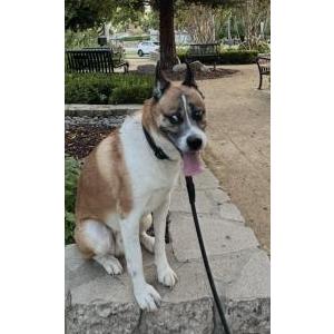 Lost 1 Osso (CA)