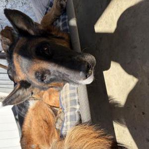 Image of Unknown, Found Dog