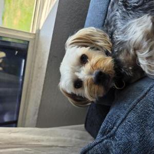Lost 1 Teddy (California)
