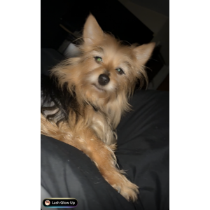 Image of Sugar, Lost Dog