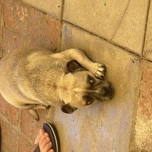 Image of George, Lost Dog