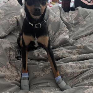 Image of Espresso, Lost Dog