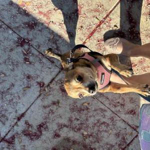Image of Ozzie, Lost Dog